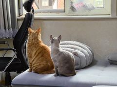 -纳吉亚猫专科动物诊疗中心(蒋宅口分院)