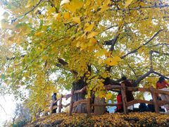 -千年银杏谷文化旅游区