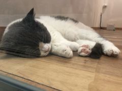 -袖虎·猫馆(体育西路店)