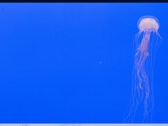 -上海海洋水族馆