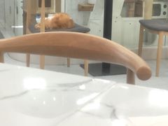 -喵园·猫主题咖啡厅·撸猫·猫咖(国贸店)