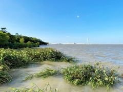 -上海吴淞炮台湾国家湿地公园
