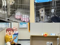 -美联众合爱康动物医院•复杂内科•肿瘤科•牙科•腔镜诊疗中心