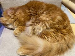 -藏猫猫咖啡主题馆(中央大道店)