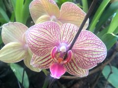 -北京植物园-展览温室