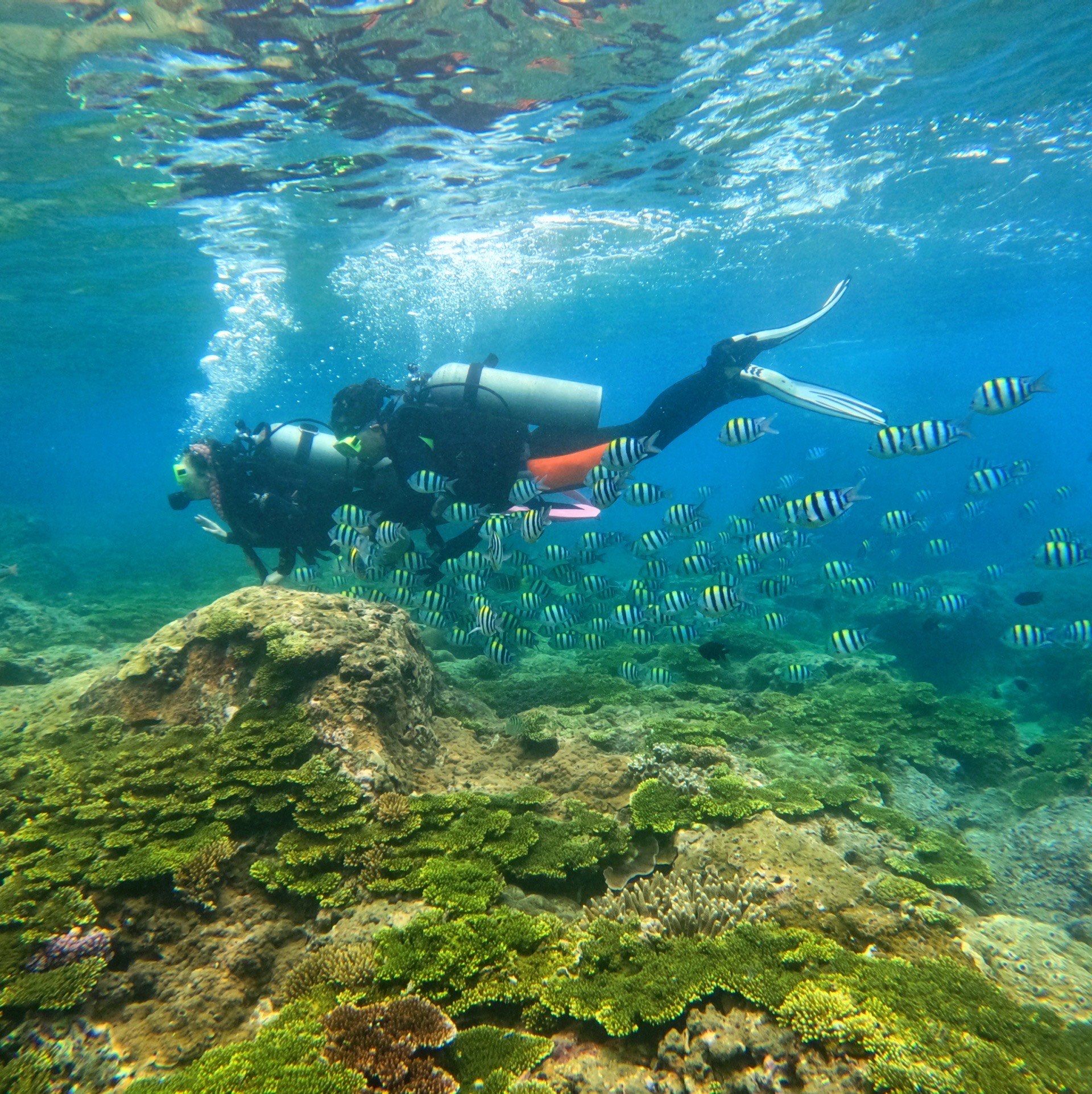 分享今日份三亚潜水的海有多好看!