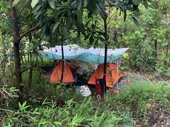 -铁山坪森林公园