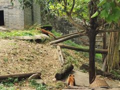 -都江堰中华大熊猫苑