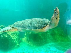 -广东惠东海龟国家级自然保护区