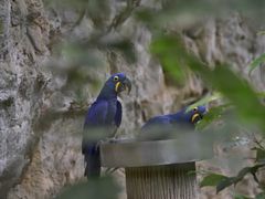 -新加坡飞禽公园