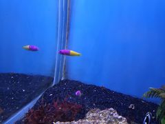 -芜湖新华联大白鲸海洋公园