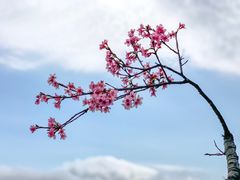 -深圳仙湖植物园