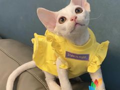 -猫大福·Fortune Cat猫舍(百子湾店)