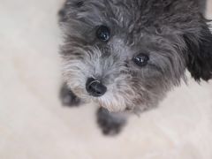 -美联众合宠物医院·爱萌分院·内外科·猫科中心