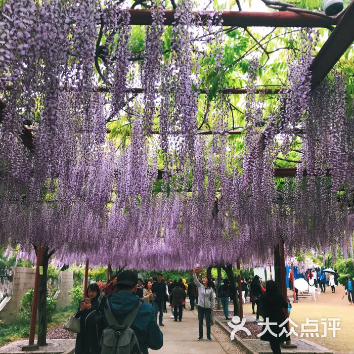 嘉定紫藤園圖片-北京公園-大眾點評網