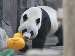 -栾川竹海野生动物园