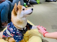 -逗柴咖啡屋·狗咖猫咖宠物桌游