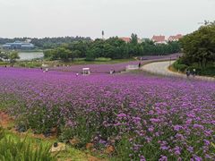 -大塘金香草谷