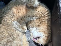 -瑞派·关忠动物医院·猫专科·犬专科(三环新城店)