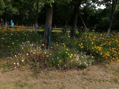 -贡湖湾湿地公园