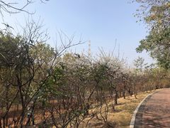 -广东花都湖国家湿地公园