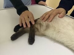 -美联众合动物医院·24h转诊中心