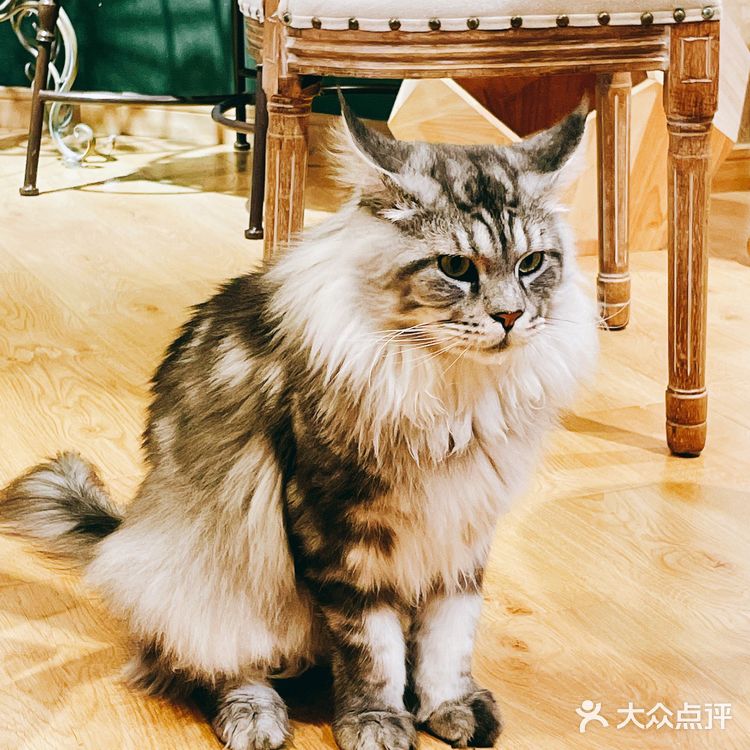 上海探店｜可以撸缅因猫的网红猫咖☕️