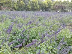 -广东花都香草世界旅游度假区