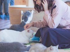 -猫的茶·猫咖