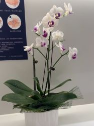 -杭州米兰柏羽医疗美容医院