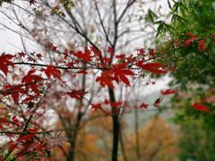 -雨花胜境