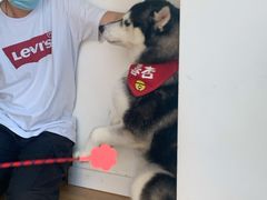 -Husky Go! 哈士奇体验馆·宠物咖啡厅狗咖