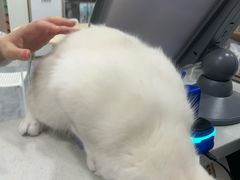 -瑞鹏宠物医院·骨科·猫科·内科(第一中心)