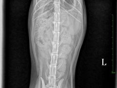 -佳雯宠物医院·皮肤科·内外科(春晓路分院)