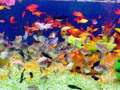 -双季花艺园艺市场(浦东店)
