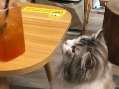 -柴迷FANS CLUB·柴犬狗咖·猫咖