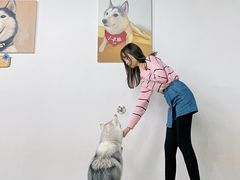 -Husky Go! 哈士奇体验馆·宠物咖啡厅狗咖
