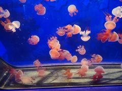 -蓉府金足印象影院式足道·按摩·SPA·美食(青白江31分店)