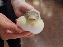 -肆月河豚·新淮扬(金融街店)
