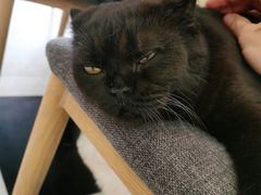 -喵园·猫主题咖啡厅·撸猫·猫咖(国贸店)