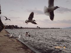 -海埂大坝