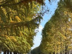 -上海长兴岛郊野公园