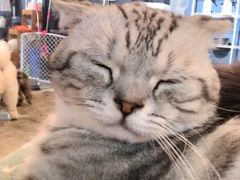 -more than meow吴止猫主题餐厅(承德 中船汇店)