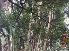 -海南热带野生动植物园