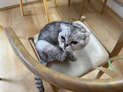 -猫咪派对(江南西店)