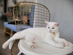 -有猫主题·治愈系猫咖(曾厝垵店)