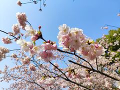 -顾村公园