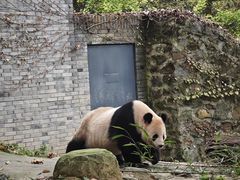 -都江堰中华大熊猫苑