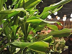 -半秋山西餐厅(巴南万达广场店)