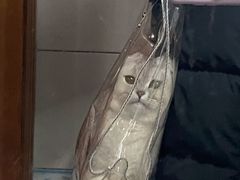 -安安宠医·安宠宠物医院